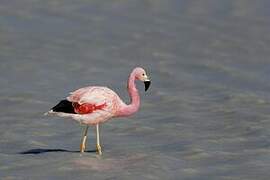 Andean Flamingo