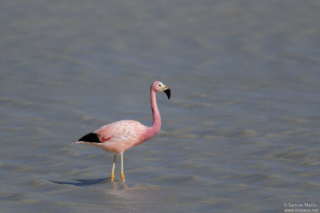 Flamant des Andes