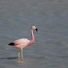 Flamant des Andes