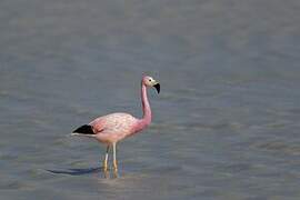 Andean Flamingo