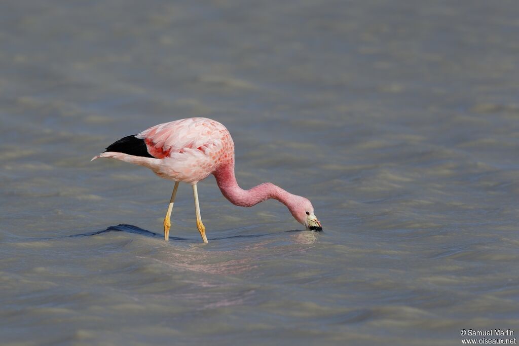 Flamant des Andesadulte, mange