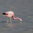 Flamant des Andes