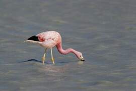 Andean Flamingo