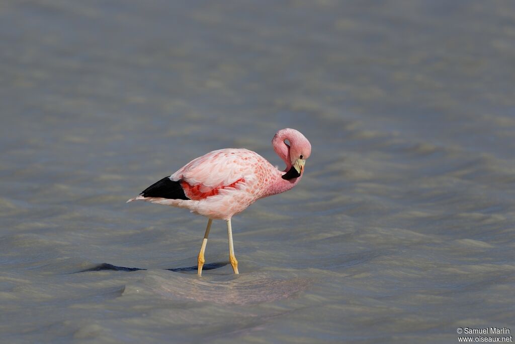 Andean Flamingoadult, care