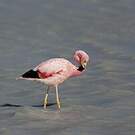 Flamant des Andes