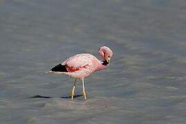 Andean Flamingo