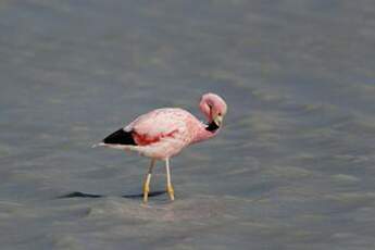 Flamant des Andes