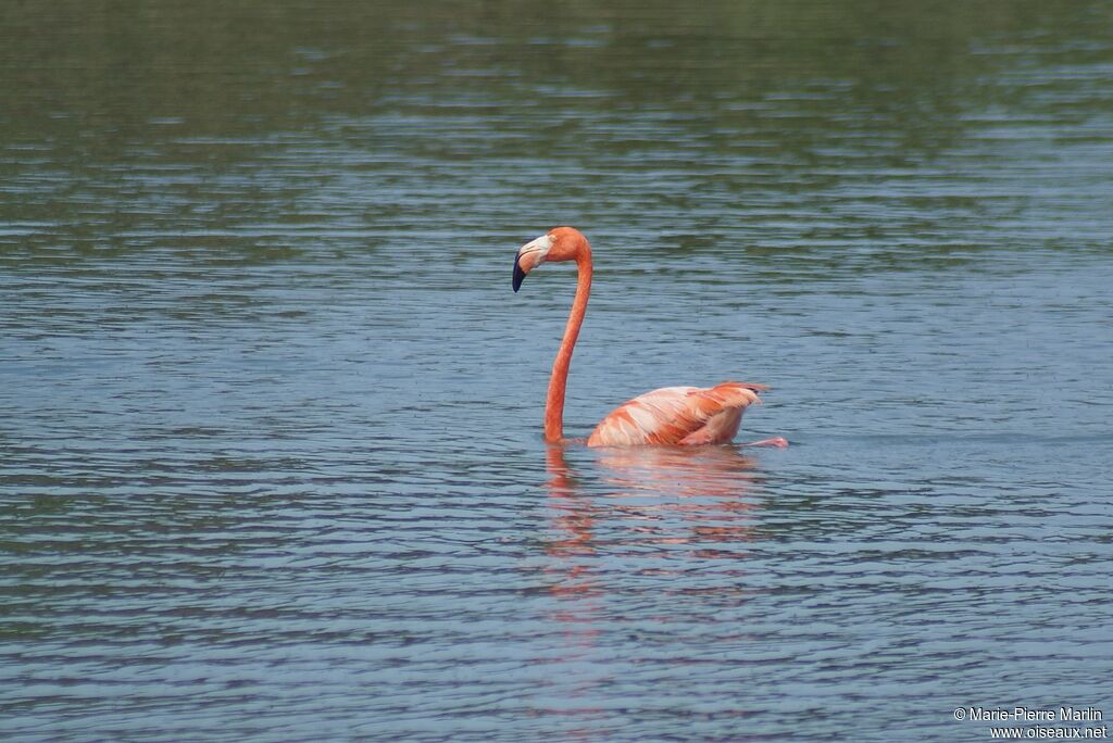 American Flamingoadult