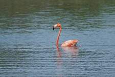 Flamant des Caraïbes