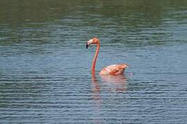 American Flamingo