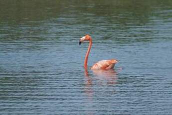 Flamant des Caraïbes