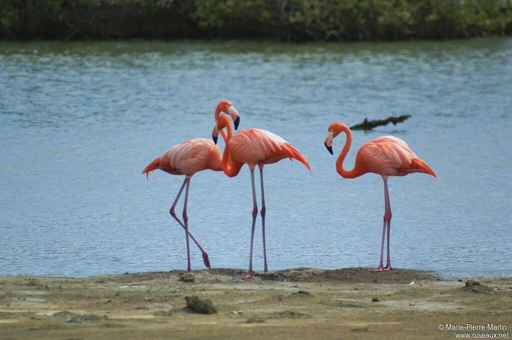 Flamant des Caraïbesadulte