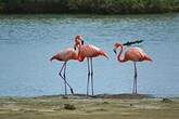 Flamant des Caraïbes