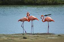 Flamant des Caraïbes