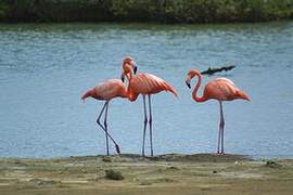 American Flamingo