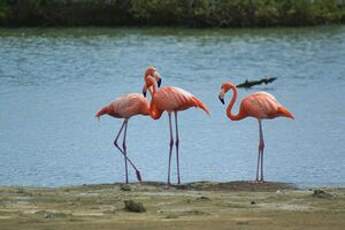 Flamant des Caraïbes