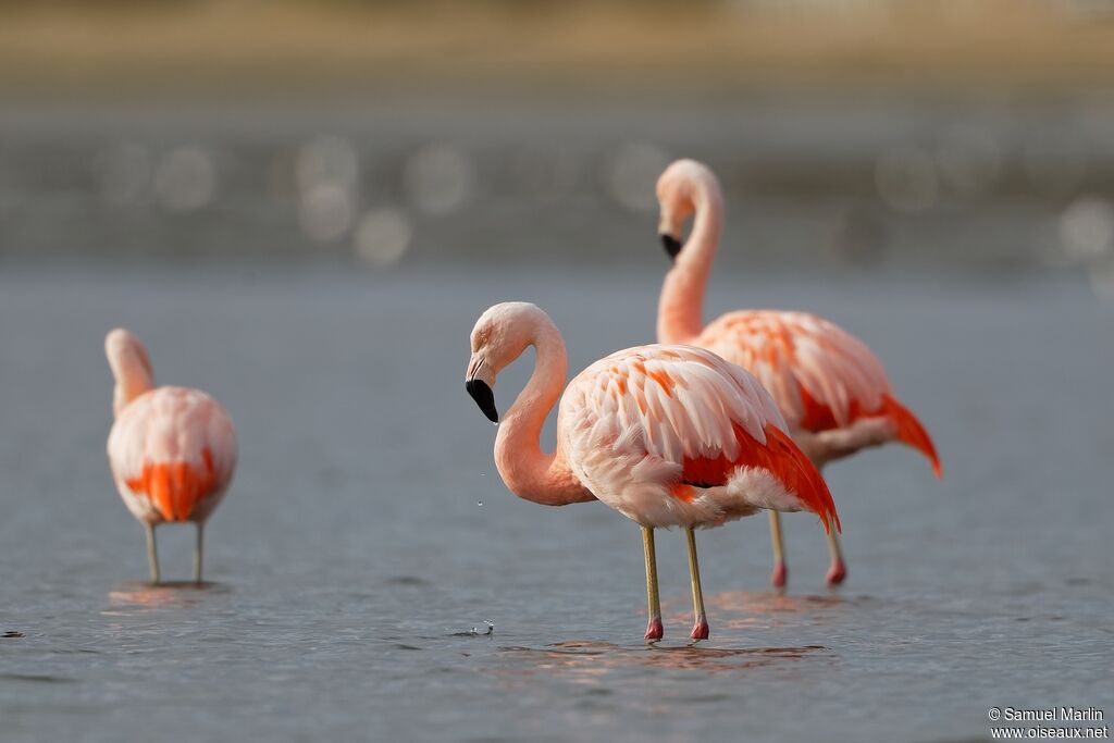 Chilean Flamingoadult