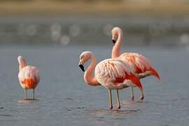 Chilean Flamingo