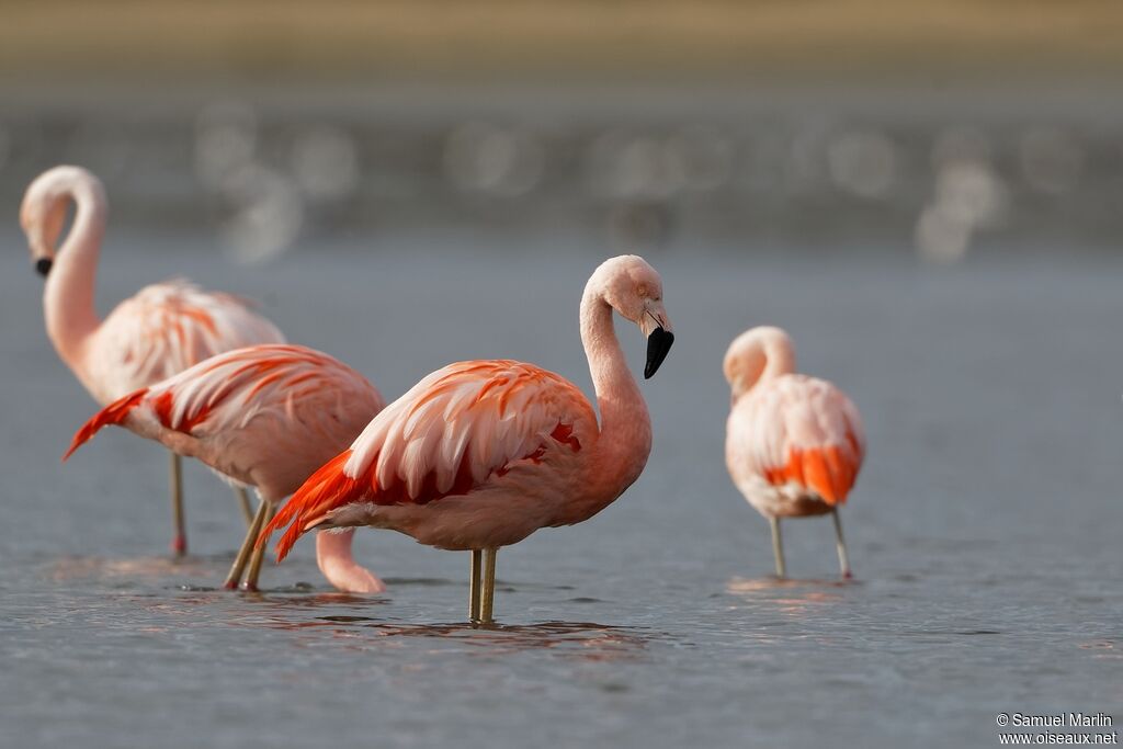 Chilean Flamingoadult