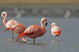 Chilean Flamingo