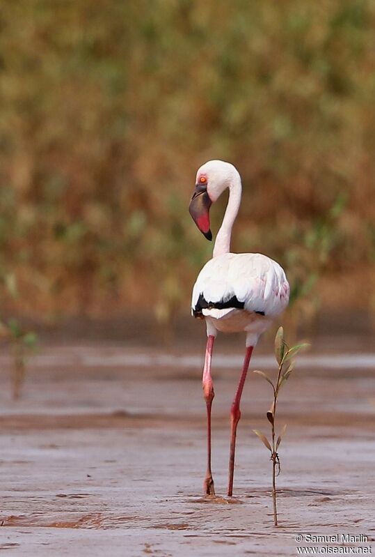 Lesser Flamingoadult