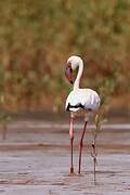 Lesser Flamingo