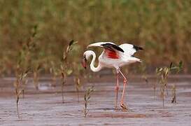 Lesser Flamingo