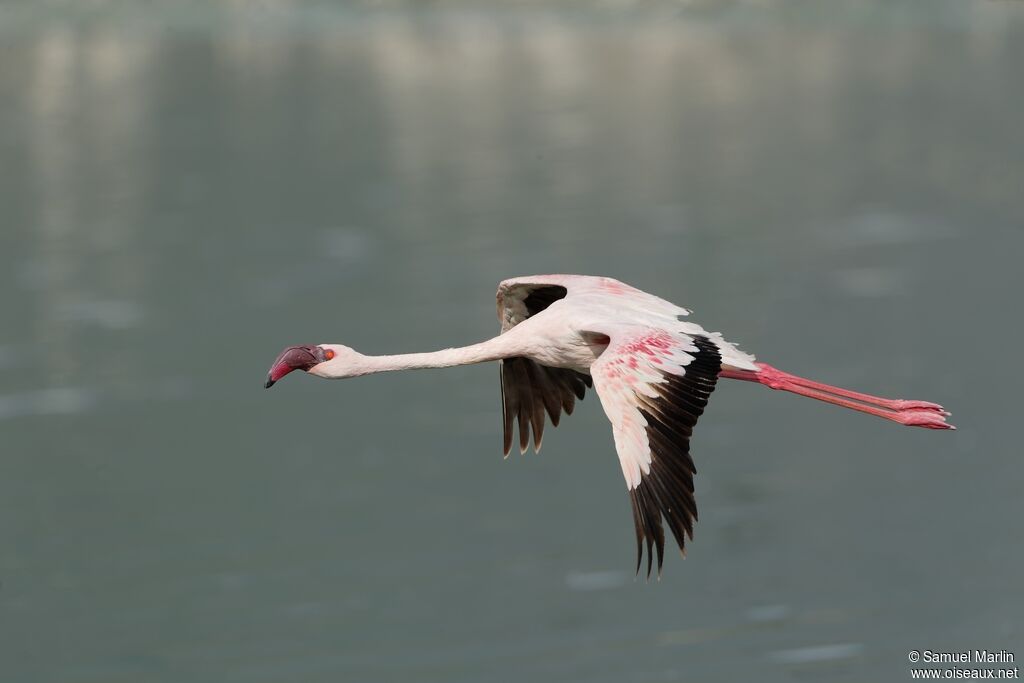 Lesser Flamingoadult, Flight