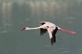 Lesser Flamingo