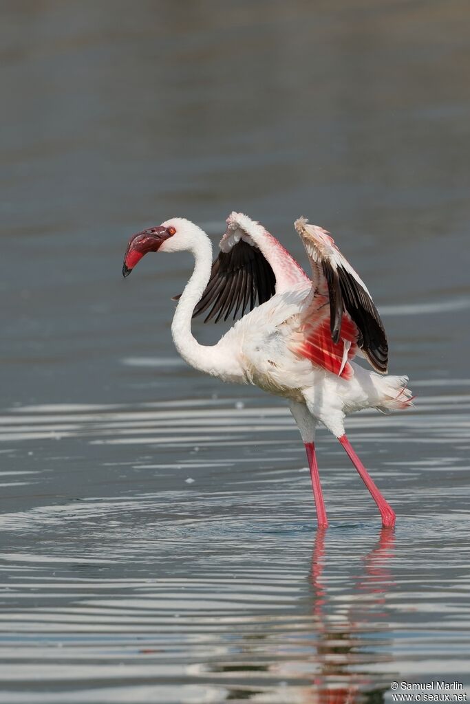 Lesser Flamingoadult