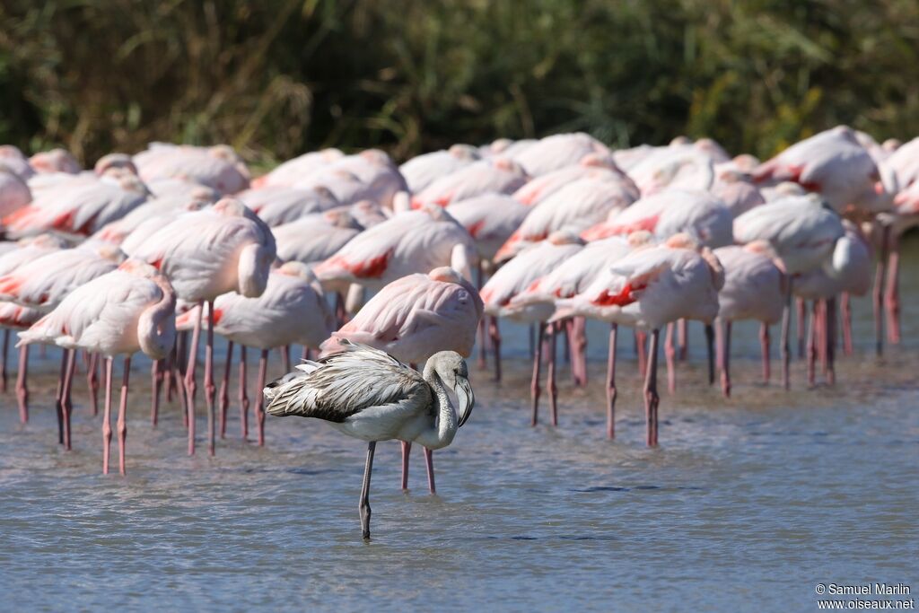 Flamant rosejuvénile