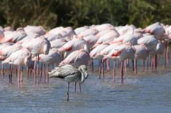 Flamant rose