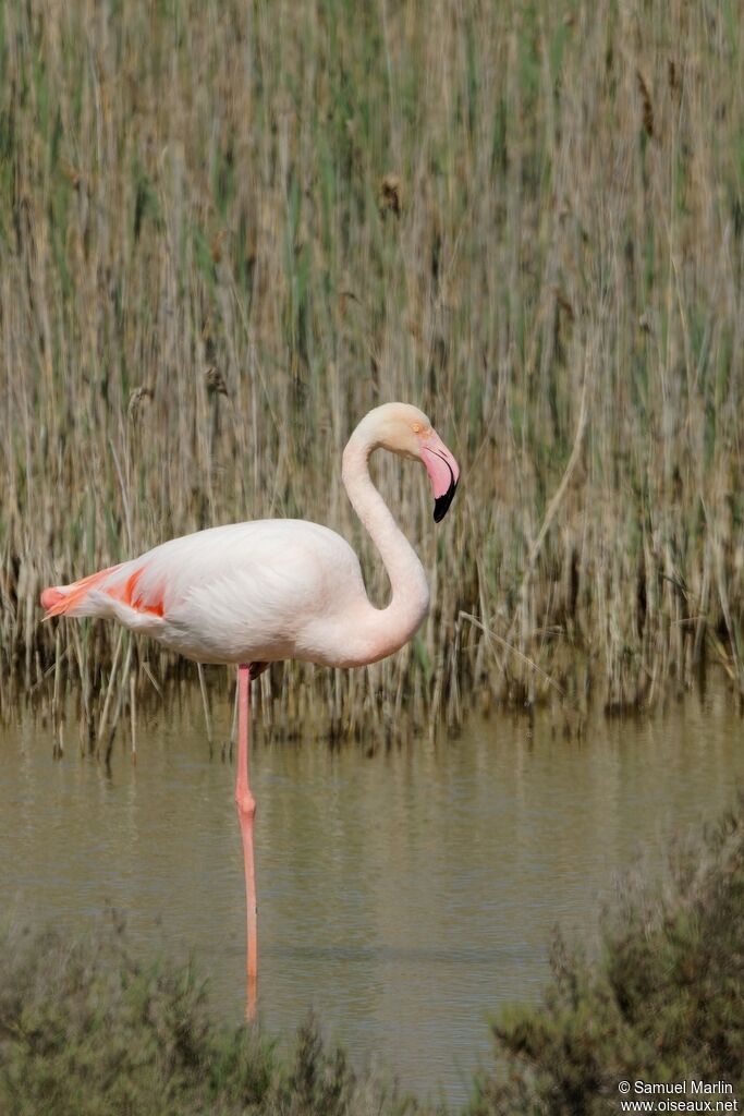 Flamant rose adulte