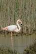 Flamant rose