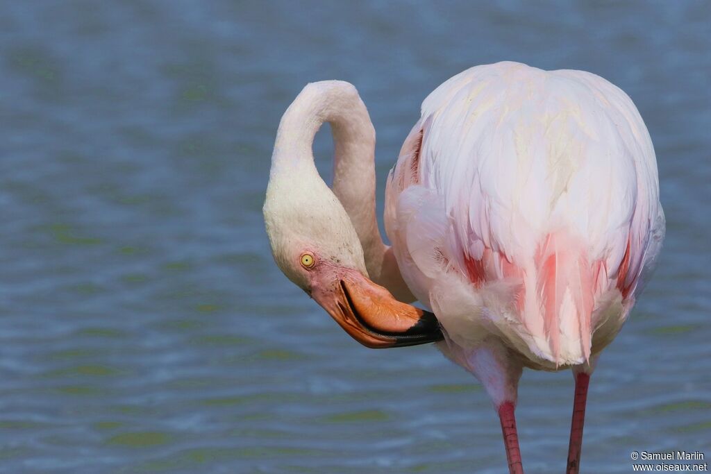 Flamant roseadulte