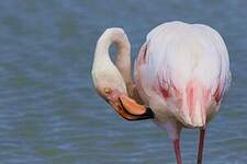 Flamant rose