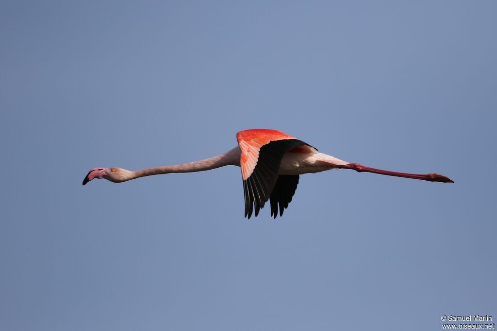 Greater Flamingoadult, Flight