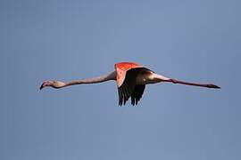 Flamant rose