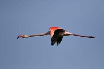 Flamant rose