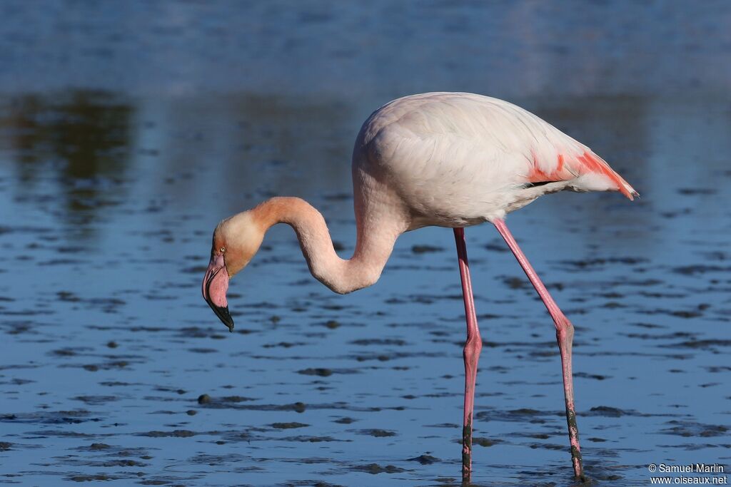 Flamant roseadulte