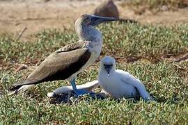 Blue-footed Booby