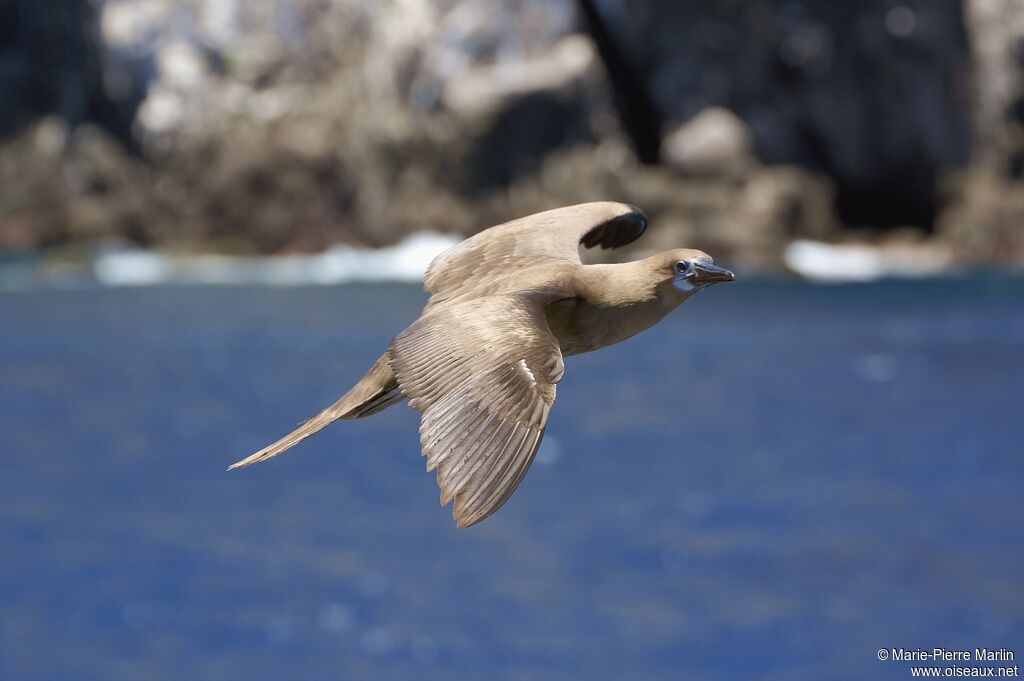 Red-footed Booby