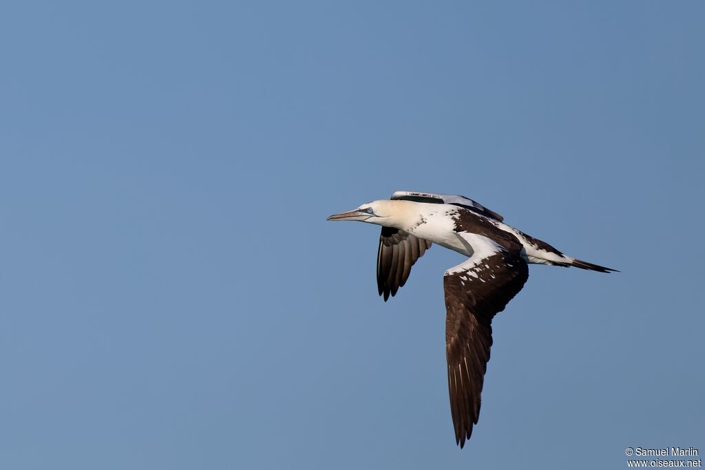 Northern Gannetjuvenile, Flight