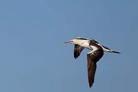 Northern Gannet