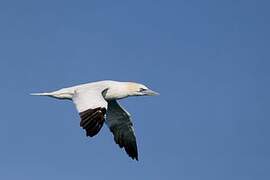 Northern Gannet