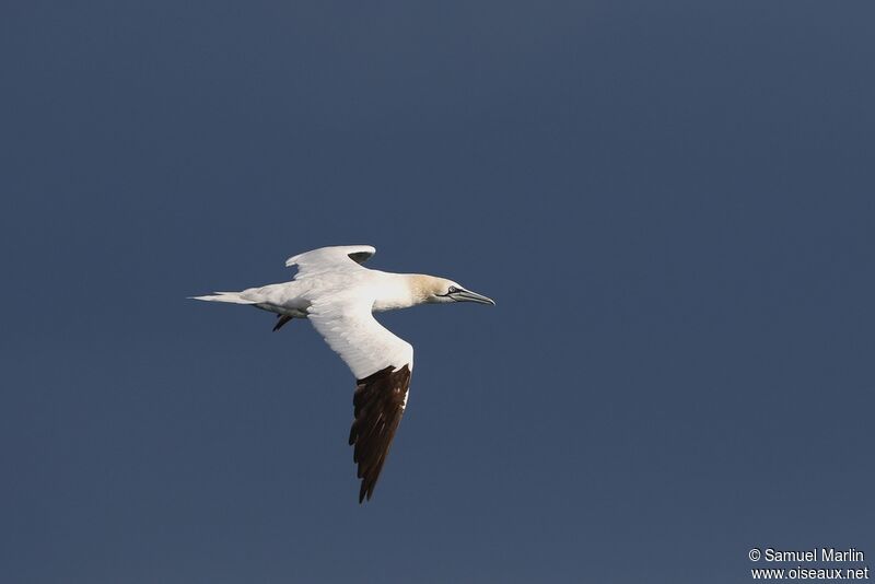 Northern Gannetadult, Flight