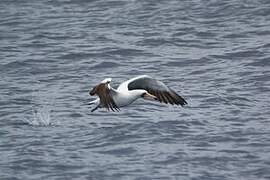 Nazca Booby