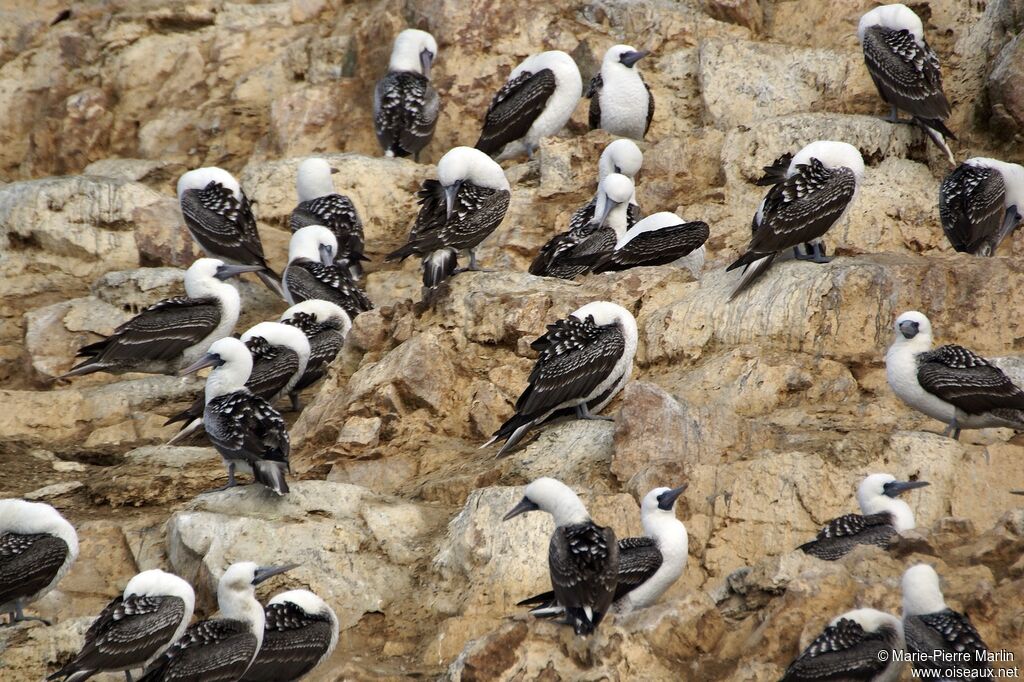 Peruvian Booby