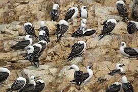 Peruvian Booby