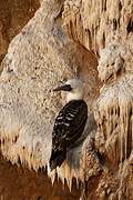 Peruvian Booby